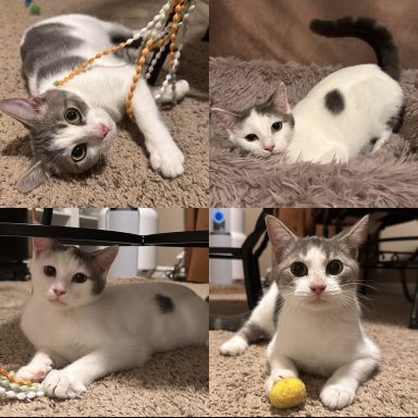 Kitty & Peach